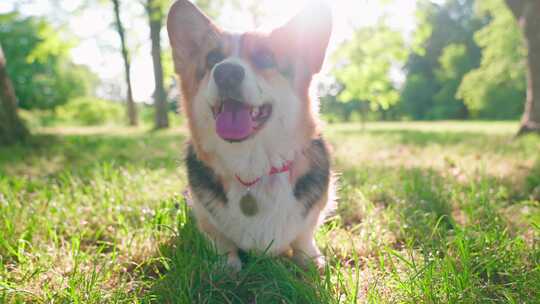 柯基犬，狗，宠物，犬