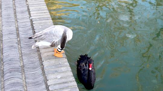 鸭子在梳理羽毛黑天鹅在水中游动生态园林