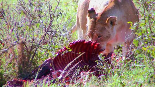 狮子在非洲大草原上捕食猎物