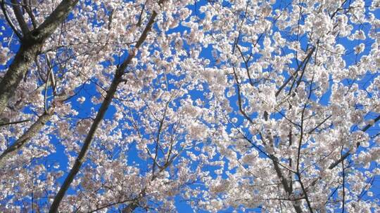 春天满树樱花白色的花