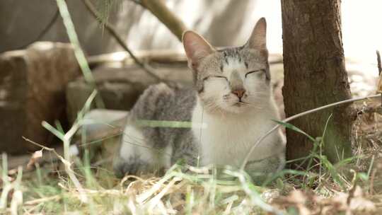 地面上的猫特写