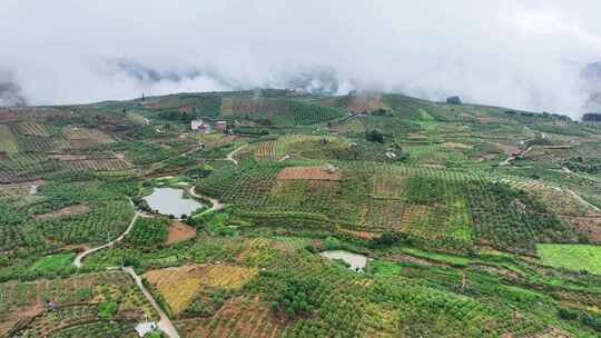 航拍广西绿色水果金桔种植基地