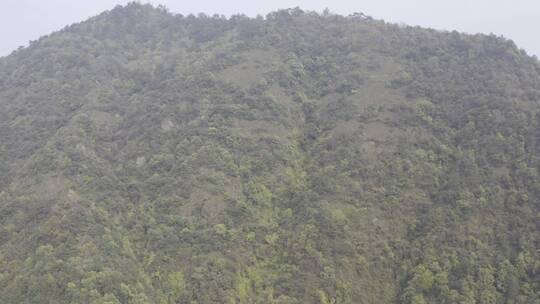 杭州西湖梅家坞茶园茶山