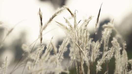 伤感空镜、野外的荒草