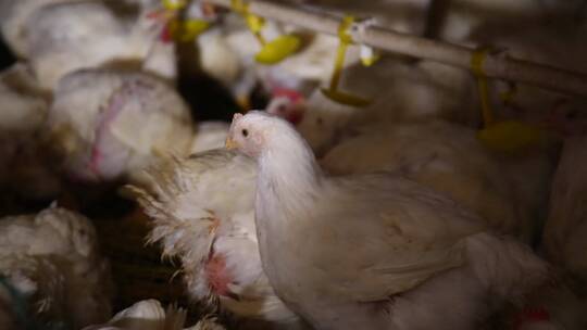 养鸡场饲养白羽鸡环境 (17)视频素材模板下载
