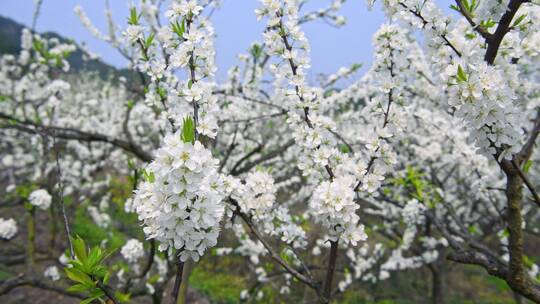 梨花樱花李花空镜头实录视频素材模板下载