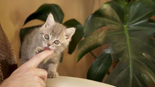 小猫咪啃手指视频素材模板下载