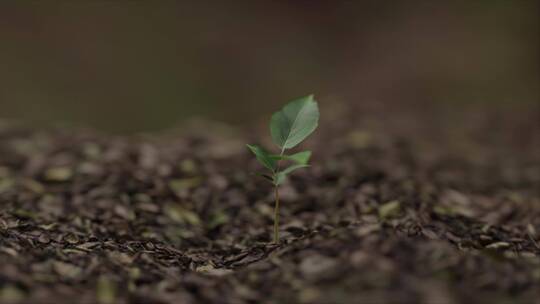 植物生长各角度拍摄