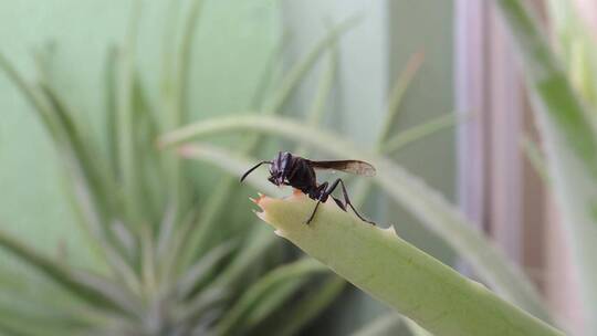 巨大的蚂蚁特写在吃叶子