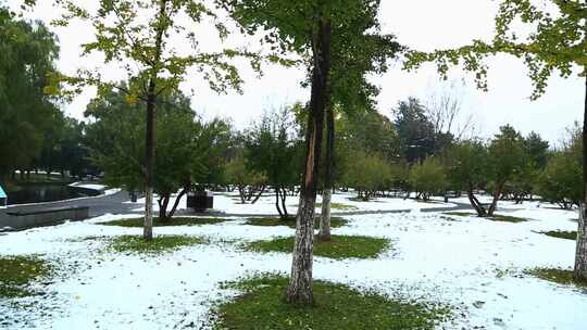 冬天唯美雪景绿叶红花上的雪