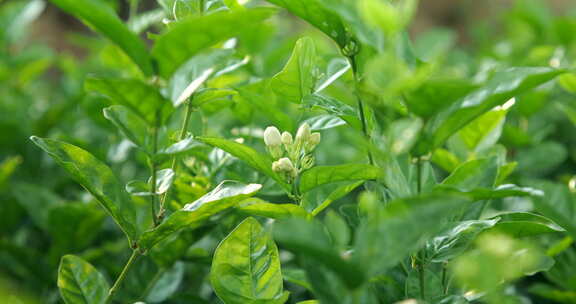 茉莉花，花地