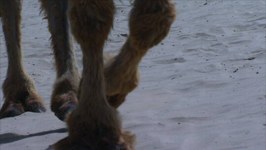 宁夏 沙漠中行走的骆驼队 脚步特写 组镜