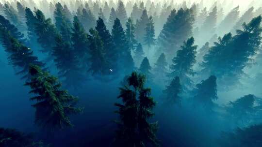 航拍充满晨雾雾气的松林森林
