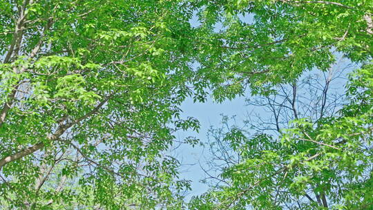 小清新夏日唯美空镜头 立夏 夏至