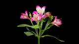 粉红色水仙百合绽放开花 延时特写实拍高清在线视频素材下载