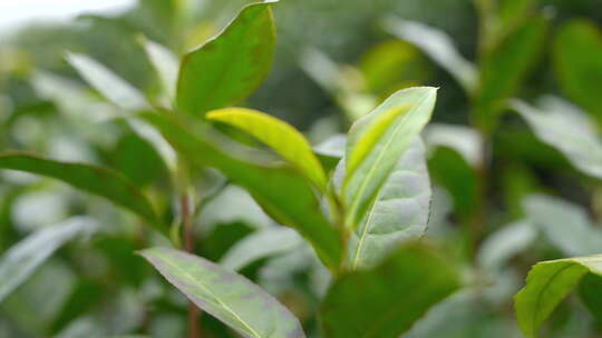 茶叶 春天 嫩叶 茶树 28