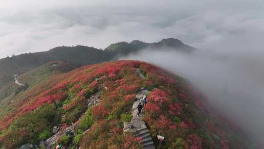 贵州黔东南丹寨杜娟花开