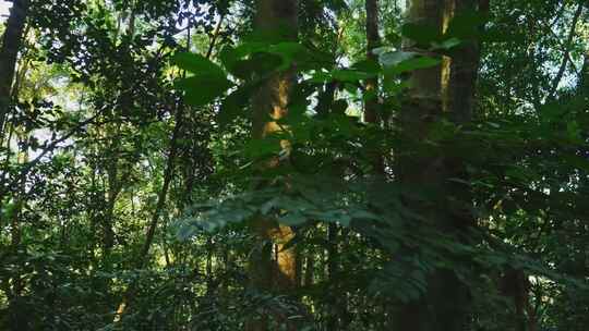 绿色森林树木丛林自然风景