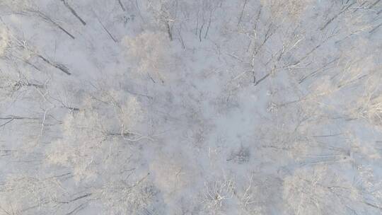 冬季长白山红松原始森林早晨温泉晨雾航拍