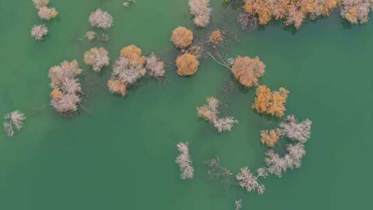 新疆南疆巴州葫芦岛金秋沙漠水上胡杨林航拍