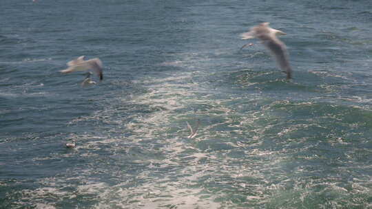 海鸥飞过大海视频素材模板下载