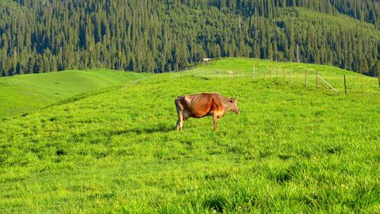 悠闲散步吃草的牛