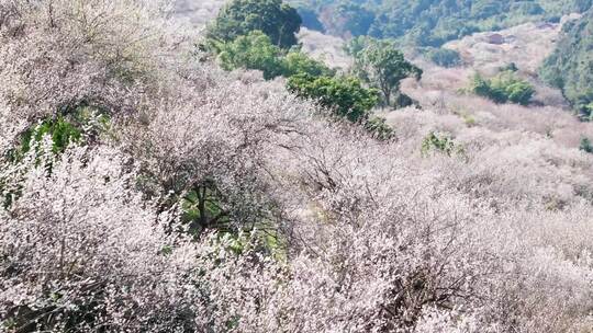 航拍福州永泰青梅花（葛岭万石村）3