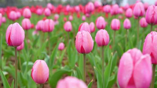 粉色郁金香花海特写