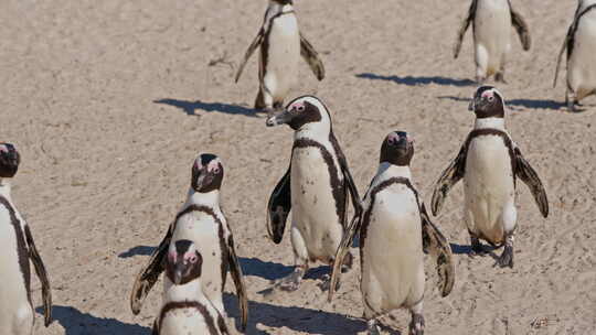 走在巨石海滩上的非洲企鹅