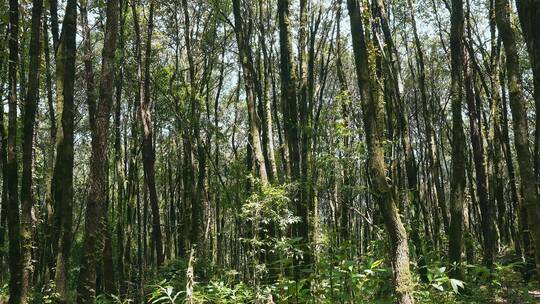 森林视频野外山上茂密树林