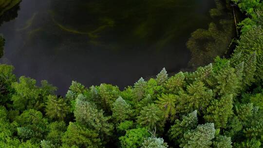 原始密林中的圆形湖泊视频素材模板下载