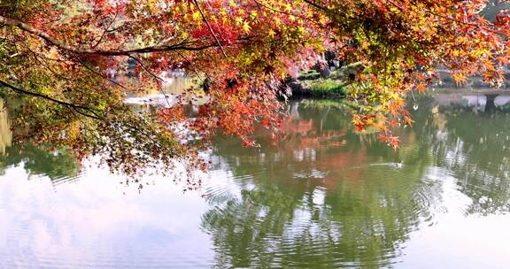 湖边色彩鲜艳的枫叶和湖里游泳的小鸭子