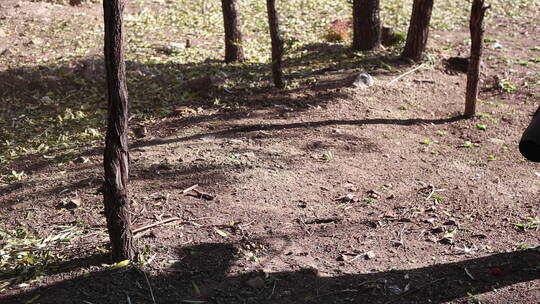 公园树林环卫工人用鼓风机吹落叶清理落叶