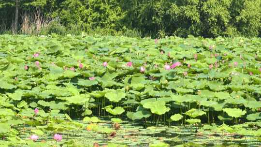 山东省烟台市牟平区鱼鸟河湿地公园夏日荷花