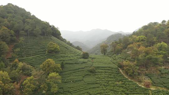 航拍杭州西湖满觉陇