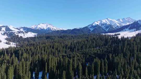 新疆冬季森林雪山