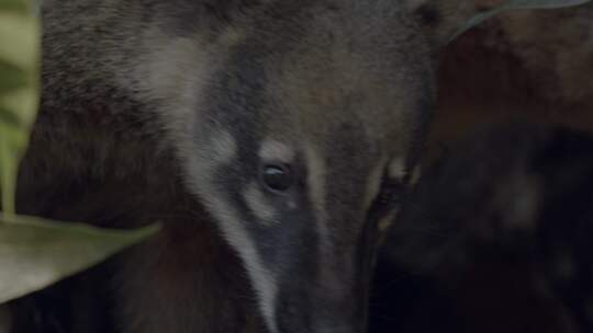 热带雨林树冠上一只好奇的南美浣熊的特写镜头。视频素材模板下载