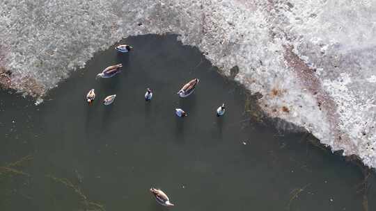 青海青海湖湖面鸟群冰面航拍视频