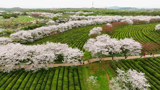 凤凰沟樱花17