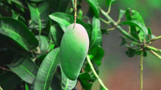 芒果树芒果特写视频素材模板下载