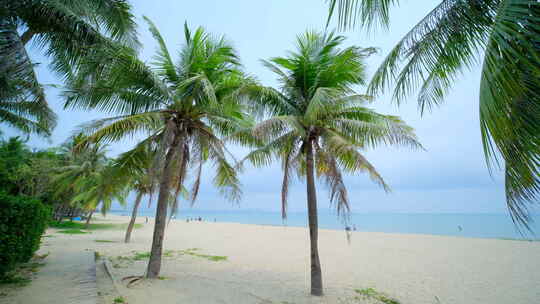 海南三亚海景海边椰树沙滩 椰子树