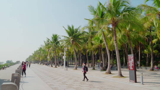 椰子树林晴天蓝深圳湾公园市民游客休闲视频素材模板下载
