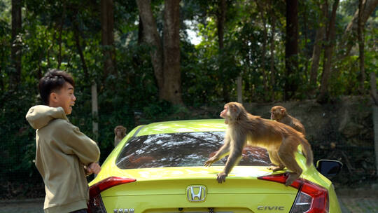 猴子与人龙虎山猕猴恒河猴视频素材模板下载