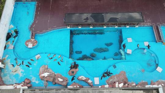 上海海昌海洋公园动物海洋馆游乐园4K航拍视频素材模板下载