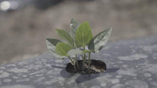 天然蔬菜种植素材9