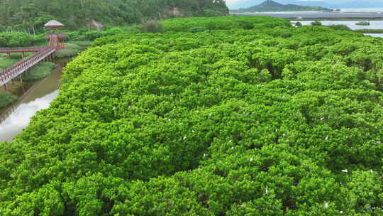 红树林湿地 海边红树林 候鸟 栖息地航拍