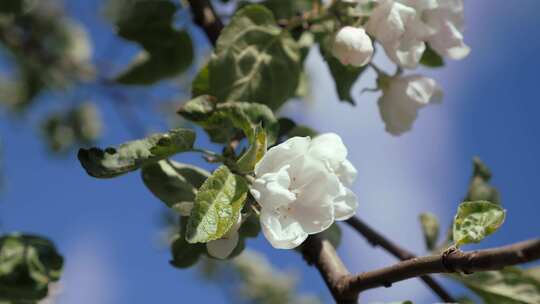 早春的苹果花