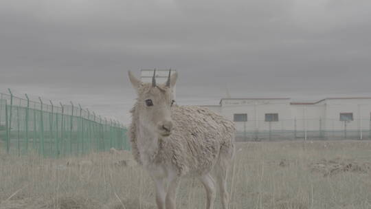青海省可可西里藏羚羊幼崽12视频素材模板下载
