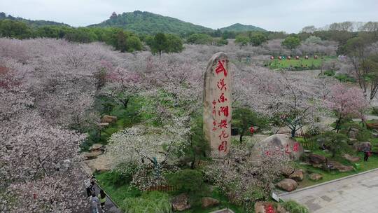 航拍武汉东湖樱园樱花春季东湖风景区视频素材模板下载