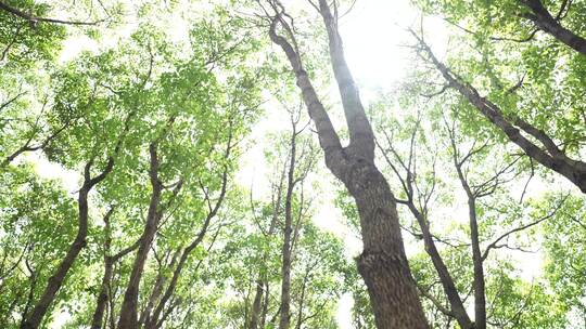 仰拍树林 树木 植树造林 环保 氧气 晴天